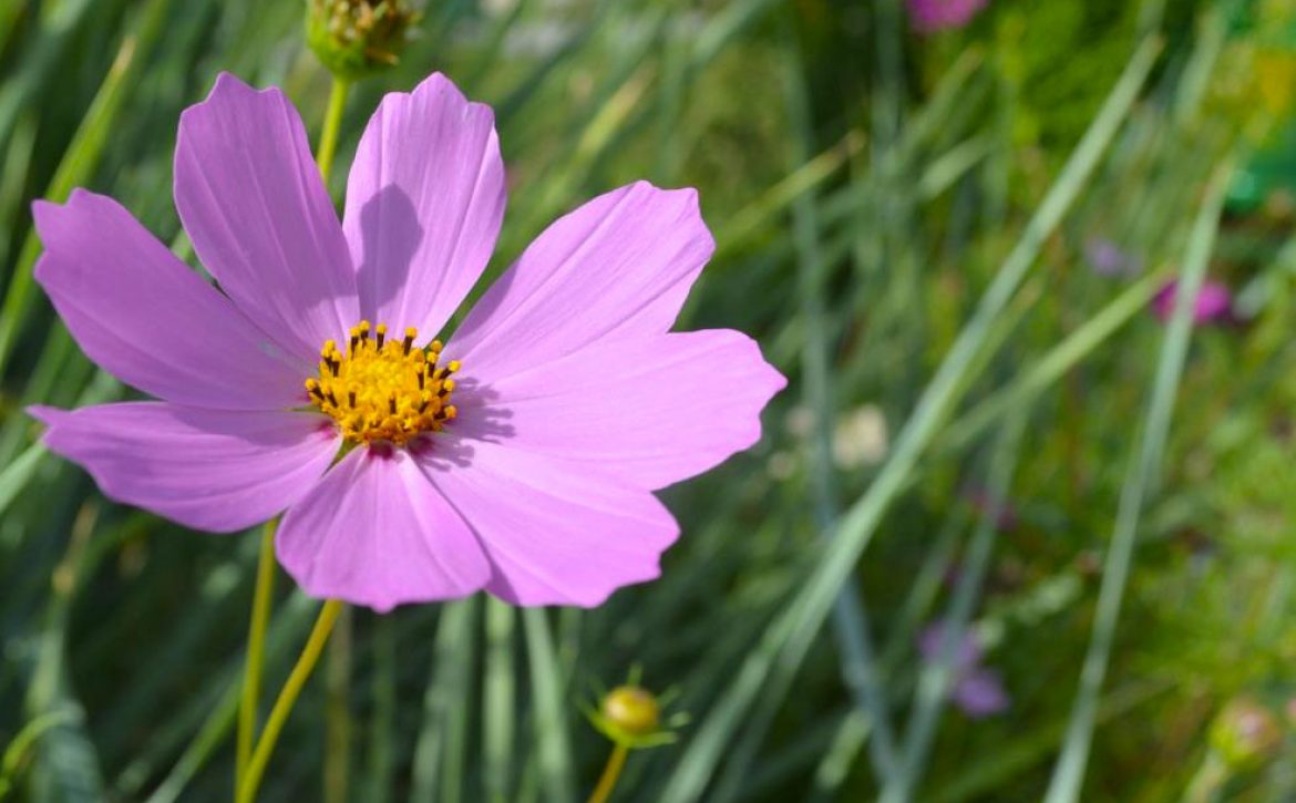 10 plantes increvables pour votre massif