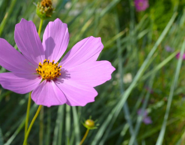 10 plantes increvables pour votre massif