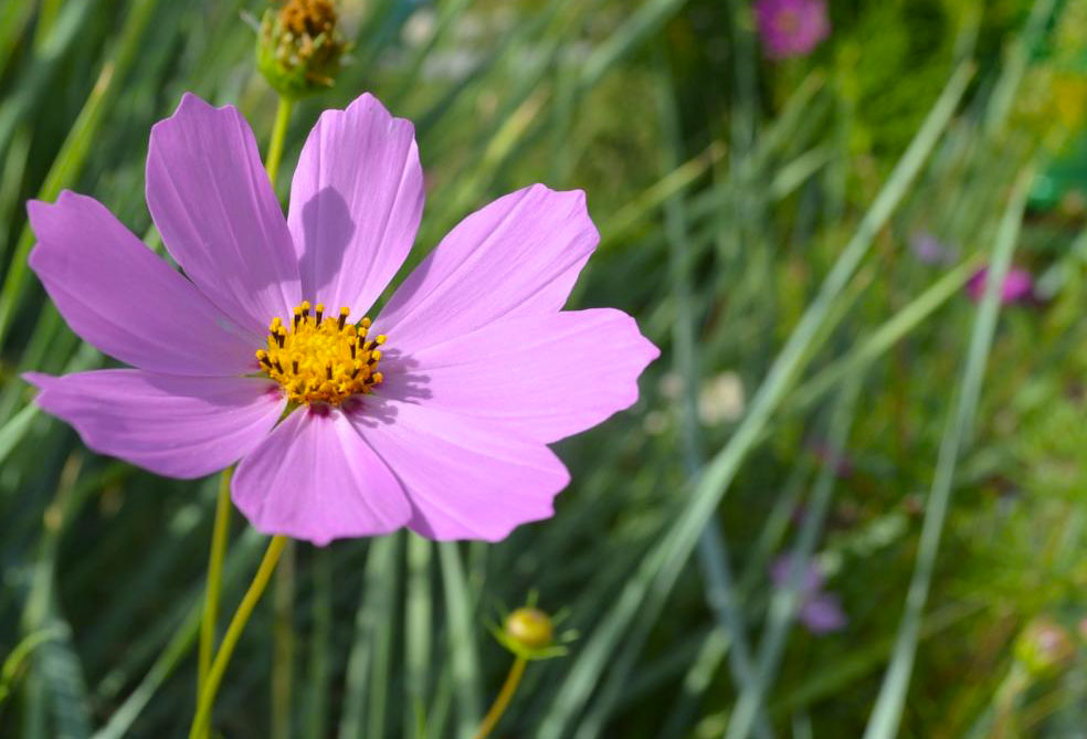 10 plantes increvables pour votre massif