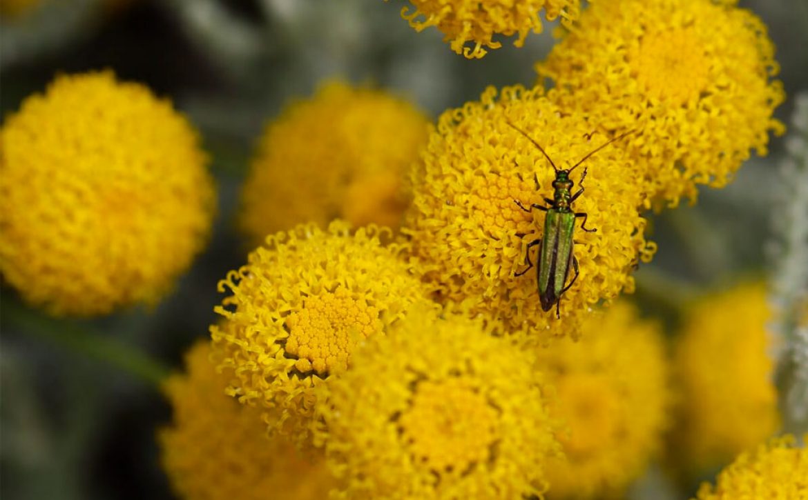 10 plantes increvables pour votre massif