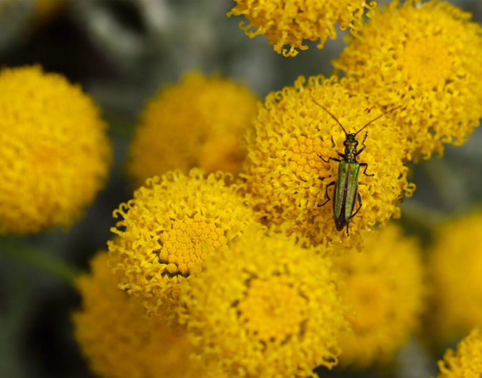 10 plantes increvables pour votre massif