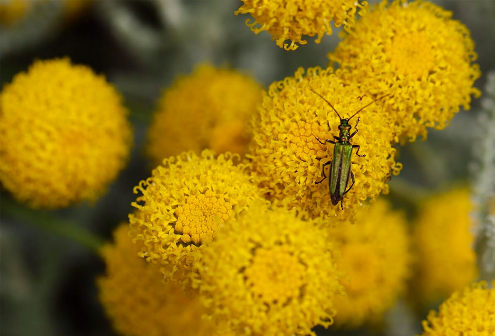 10 plantes increvables pour votre massif