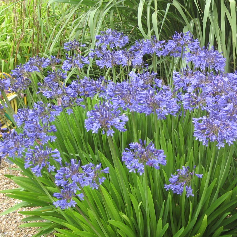 Agapanthe en fleurs dans un massif de jardin de plantes paysagiste Toulouse