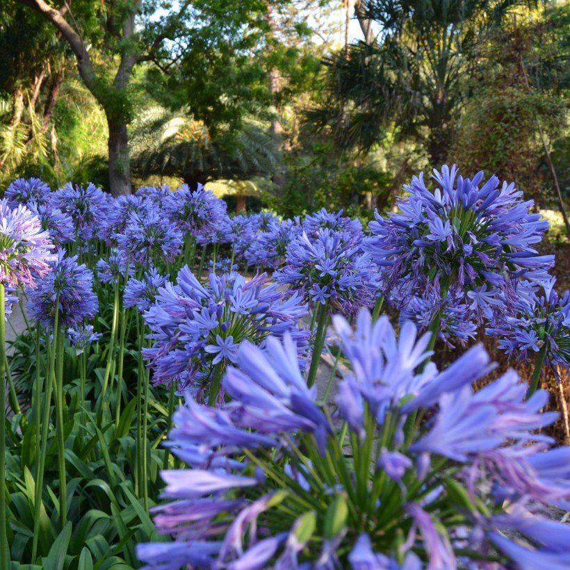 Agapanthe en fleurs dans un massif de jardin de plantes paysagiste Toulouse