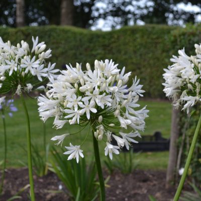 Agapanthe en fleurs dans un massif de jardin de plantes paysagiste Toulouse